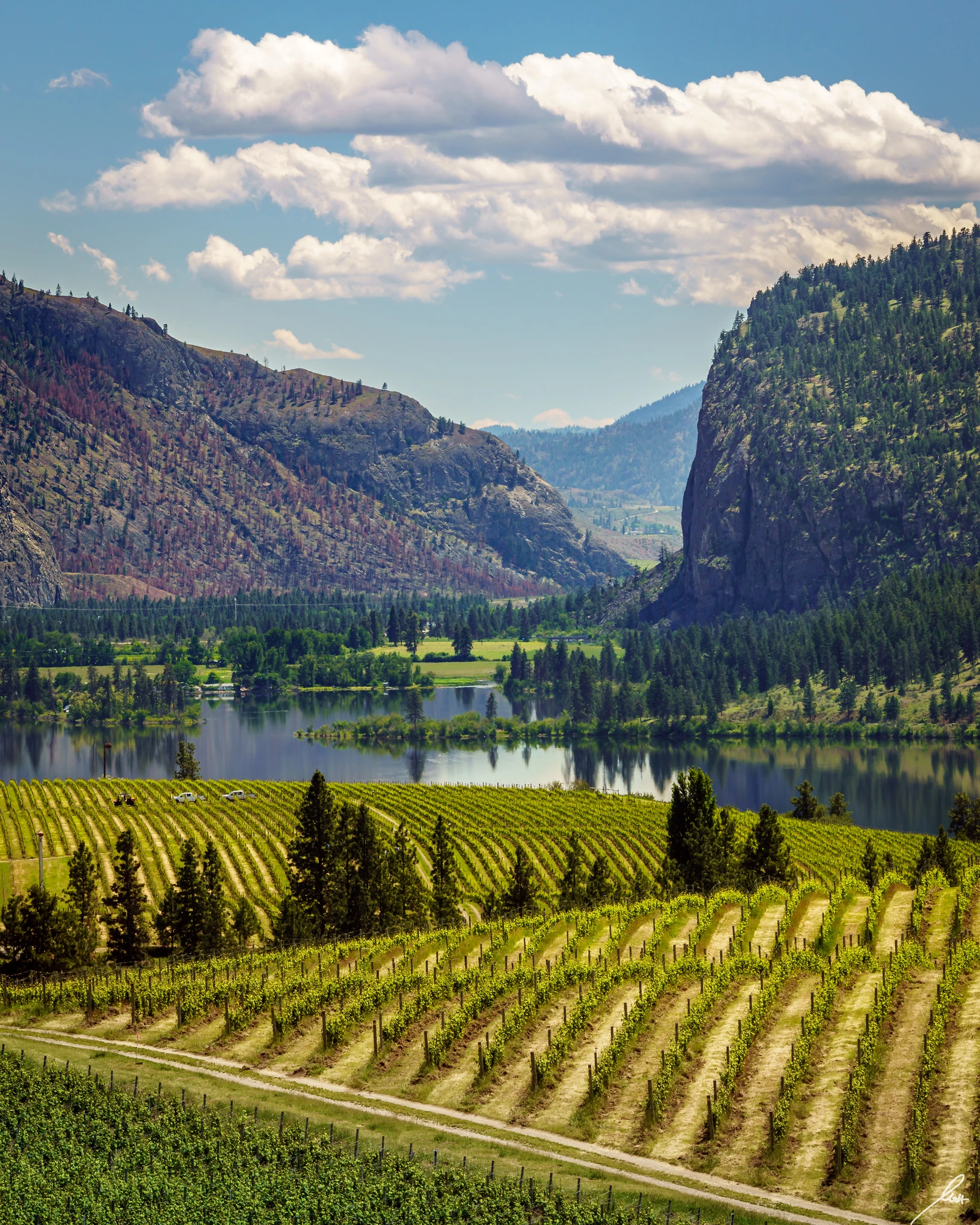 Okanagan vineyards and orchards below the cliffs